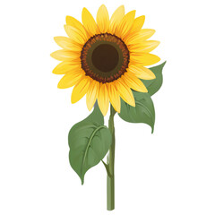 clipart isolated of sunflower illustration