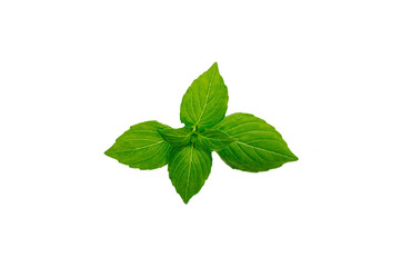 basil leaves on a white background