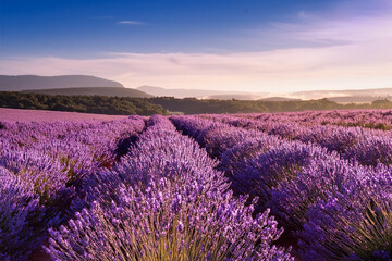 Obraz premium lavender field at sunset