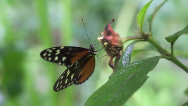 Tiger longwing butterfly on the tropical flower