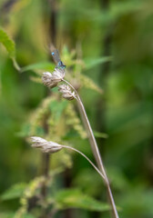 dragonfly resting on a branch