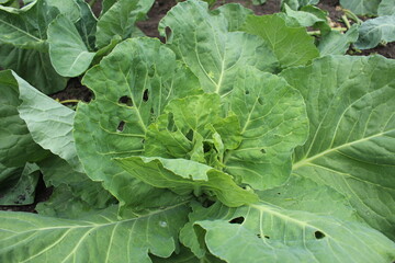 Fototapeta premium Damaged cabbage leaves close-up. Growing cabbage, vegetables. Farming