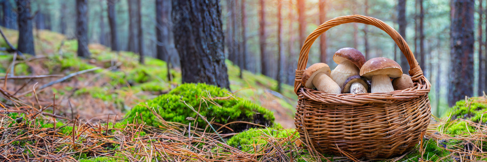 Poster beautiful brown mushrooms in basket on the ground of pine trees forest against sunny soft blur tree background. Panoramic banner