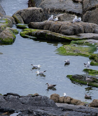 stones in the water and seagulls playing