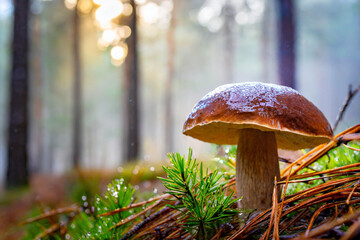 Fototapeta premium beautiful brown mushroom in pine trees forest against sunny soft blur tree background. 