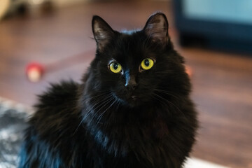 Long-haired black cat with bright green eyes with looking alert and curious.
