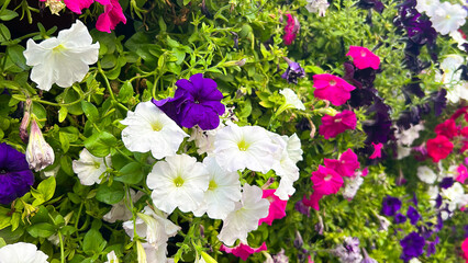 Flowers wall background with fresh colorful petunias: white, violet, pink