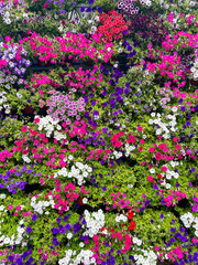 Flowers wall background with fresh colorful petunias: white, violet, pink