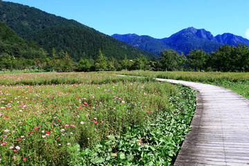 Landscape of Cosmos bipinnatus or Garden cosmos or Mexican aster flowers with path and mountains under blue sky at sunny day
