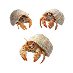 Close-up of a hermit crab in a white seashell isolated on a white background