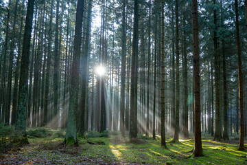 morning in the woods