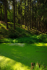 small green pond behind the Komstkochsteich pond in the thuringian forest near Friedrichroda