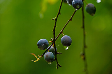 sloe berries with water drop and green bokeh