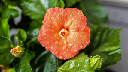 red flower with dew drops