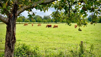 german cows grazing in a field in lengerich