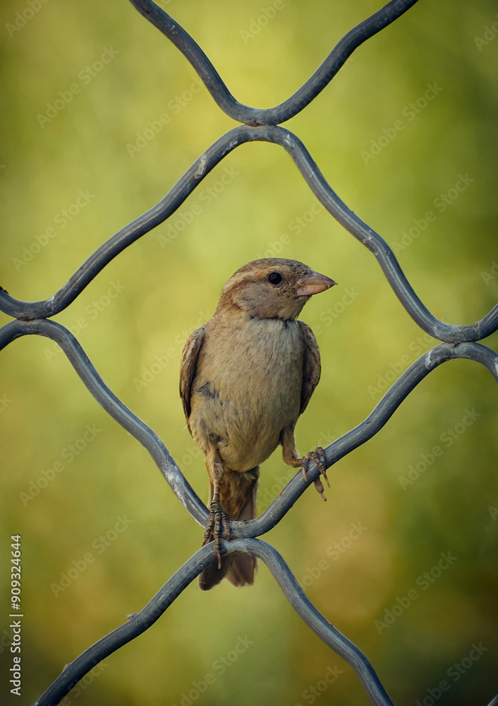 Wall mural sparrow