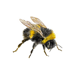 Bumblebee. Black-yellow fluffy insect with wings. Hand drawn watercolor illustration isolated on white. For greeting cards, invitations, covers, labels, banners, posters.