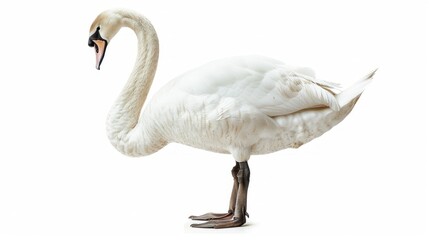 a graceful swan isolated on a white background, neck curved