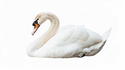 a graceful swan isolated on a white background, neck curved