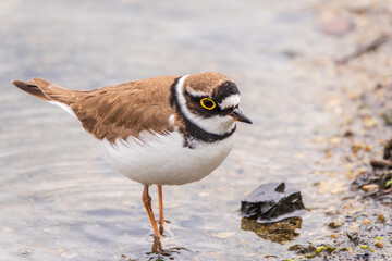 Little ringed plover (Charadrius dubius), bird standing on the lake shore