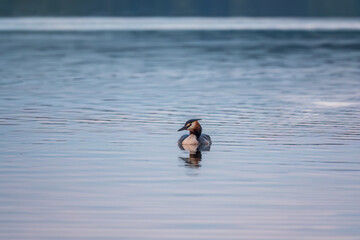 The waterfowl bird Great Crested Grebe swimming in the calm lake