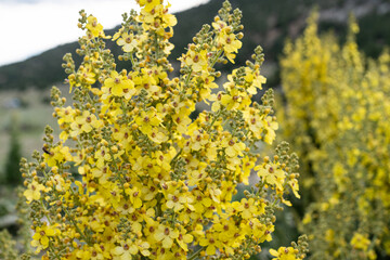 Mullein Verbascum in a natural environment of growth.