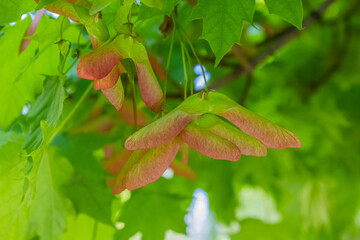Close-up of maple plant flower seeds on a tree. Autumn Fall Maple Tree Seeds background.