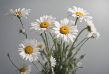 Fototapeta premium Bouquet of Daisies isolated on transparent background
