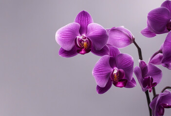 Naklejka premium Tropical beautiful purple orchid flowers isolated on transparent background