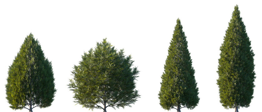 Set of 4 Thuja occidentalis (known as northern white-cedar, eastern white-cedar, arborvitae) frontal street trees isolated png in sunny daylight on a transparent background perfectly cutout