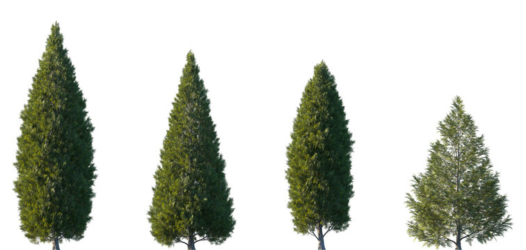 Set of 4 Thuja occidentalis (known as northern white-cedar, eastern white-cedar, arborvitae) frontal street trees isolated png in sunny daylight on a transparent background perfectly cutout