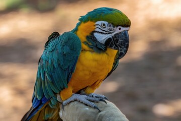 Vibrant Blue-and-Yellow Macaw Perched on a Gloved Hand in Natural Setting