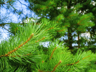 A close up of a green pine tree with a few needles on it. Abstract nature background with organic color and shape.