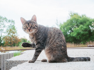 A cat is standing on a cement block with its paw up. The cat appears to be curious and alert. Small and skinny animal. Soft and airy look.