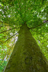 Fototapeta premium Green big leafy oak trees in the park