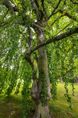 Obraz premium Green big leafy oak trees in the park