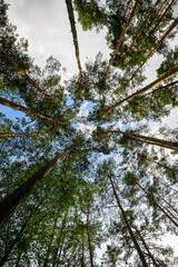 Fototapeta premium Green big leafy oak trees in the park