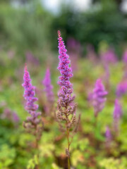 Beautiful blooming vibrant pink purple Chinese astilbe decorative garden flowers close up, floral wallpaper background with pink purple Astible flowers