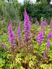 Fototapeta premium Beautiful blooming vibrant pink purple Chinese astilbe decorative garden flowers close up, floral wallpaper background with pink purple Astible flowers