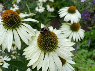 Obraz premium Beautiful blooming white Echinacea purpurea decorative garden flowers and bumblebee collects pollen close up, floral wallpaper background with white coneflower in summer garden 