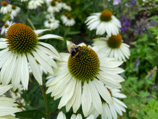 Beautiful blooming white Echinacea purpurea decorative garden flowers and bumblebee collects pollen close up, floral wallpaper background with white coneflower in summer garden	
