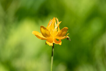 Close up of a Chinese globeflower (trollius chinensis) in bloom