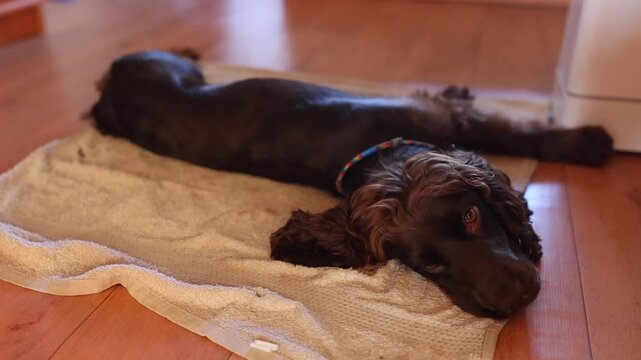 Young English Cocker Spaniel puppy lying on the floor on a wet towel on a hot day. English Cocker Spaniel puppy cooling off on a wet towel on the floor in a room on a hot day.