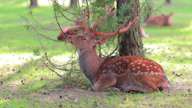 A deer and fawns in a forest in a park on a summer day