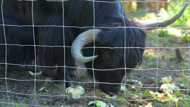Yak bull bison, in a zoo and landscape park on a summer day