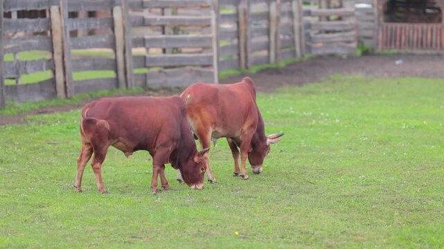 Bulls, cows and calves in a zoo and landscape park on a summer day