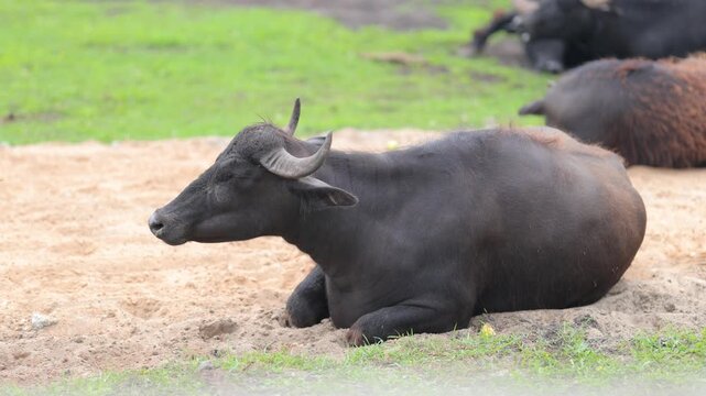 Bulls, cows and calves in a zoo and landscape park on a summer day