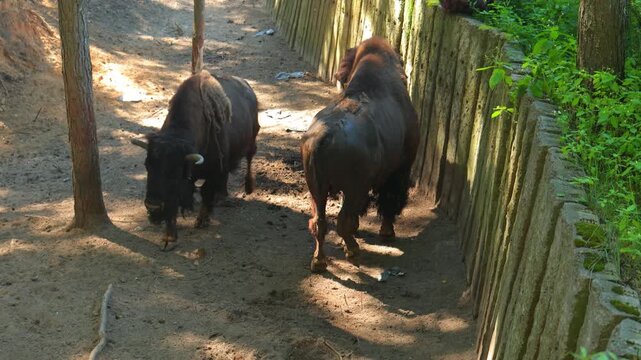 Bison and wild boar in a zoo and landscape park on a summer day