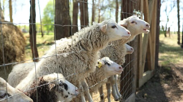 Sheep and lambs in a landscape park on a summer day
