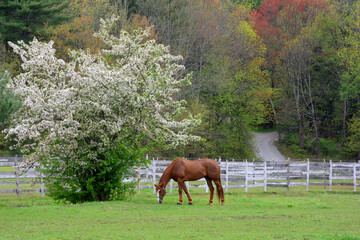 Springtime in the New England countryside. Single brown horse grazing in fenced field beside flowering tree. In the distance a narrow road enters the woods.